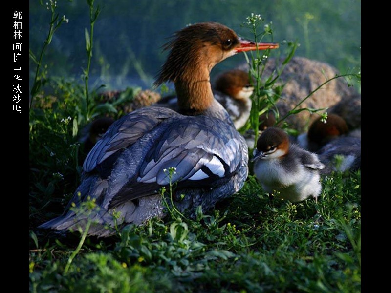 郭柏林 呵护 中华秋沙鸭